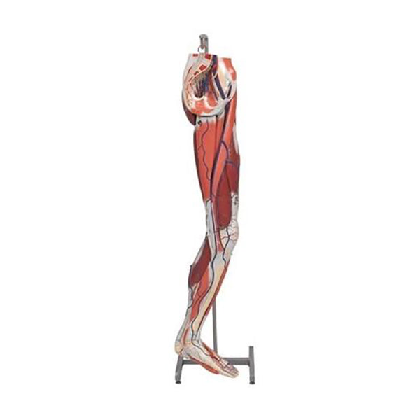 Dissectible Leg Musculature Model (A3D)