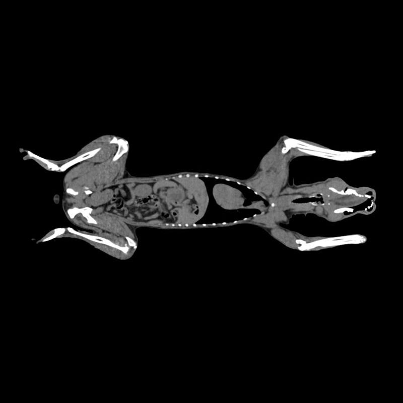 Dog Phantom For Ct And X-Ray
