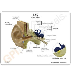 Ear Model with Educational Key Card