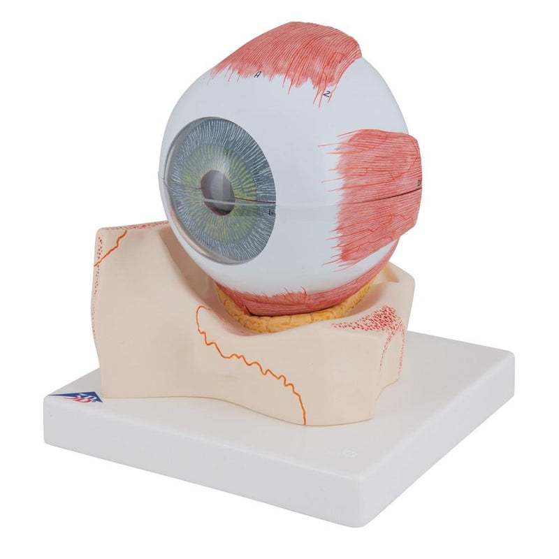 Eye Model, 5 times full-size, 7 part