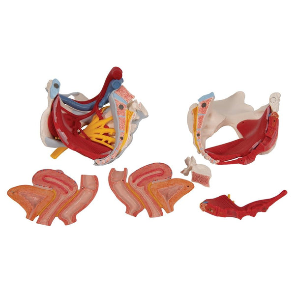 人体模型 AnatomyTools Female1:6Proportional figv2 AnatomyTools