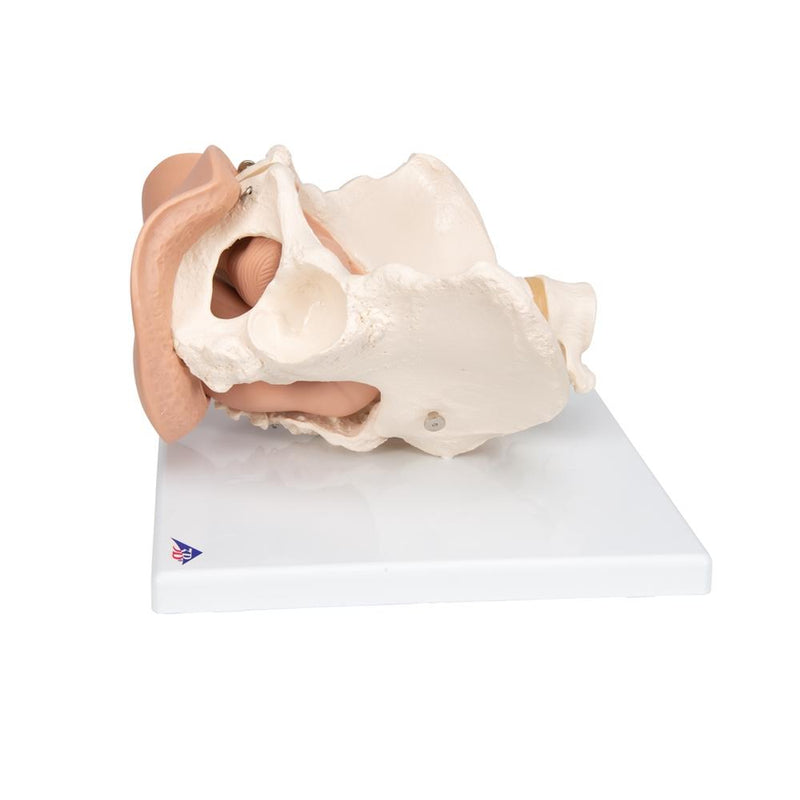 Female Pelvis Skeleton Model  with Genital Organs, 3-part