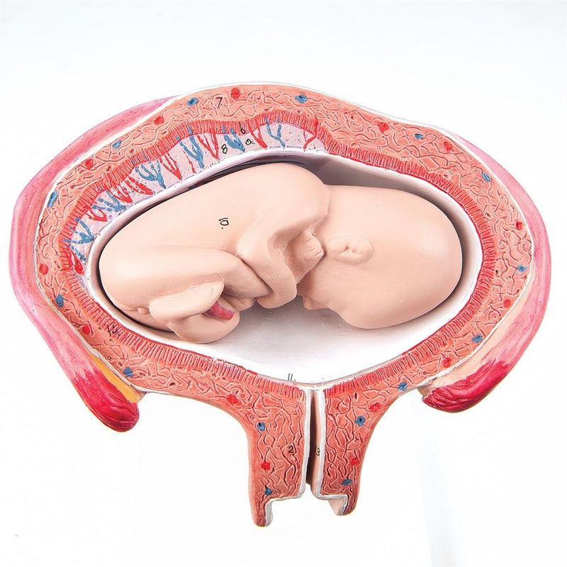 Fetus, Month 4, Abdominal Position