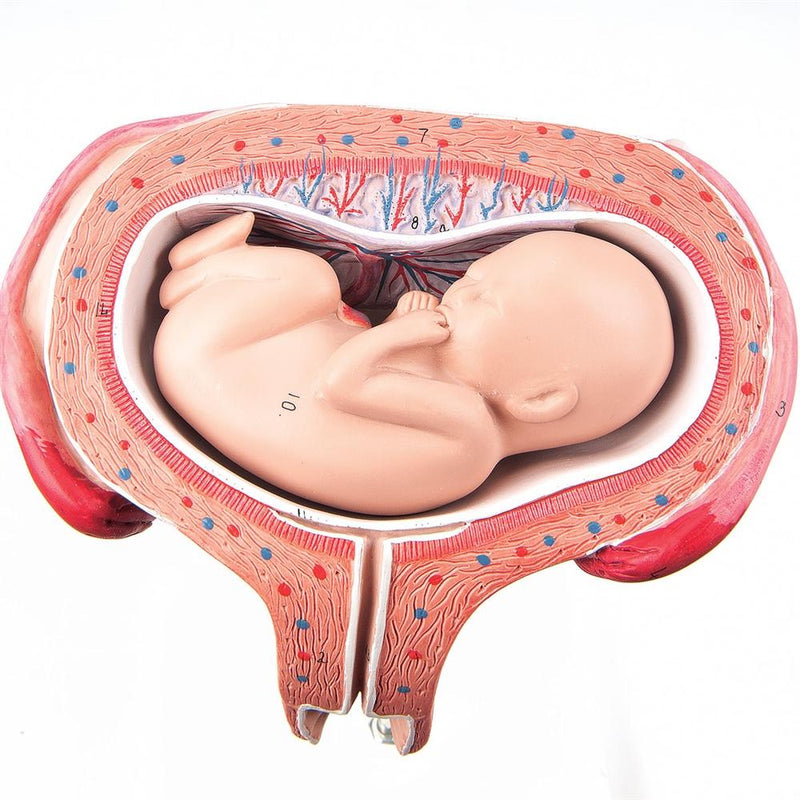 Fetus, Month 5, Dorsal Position