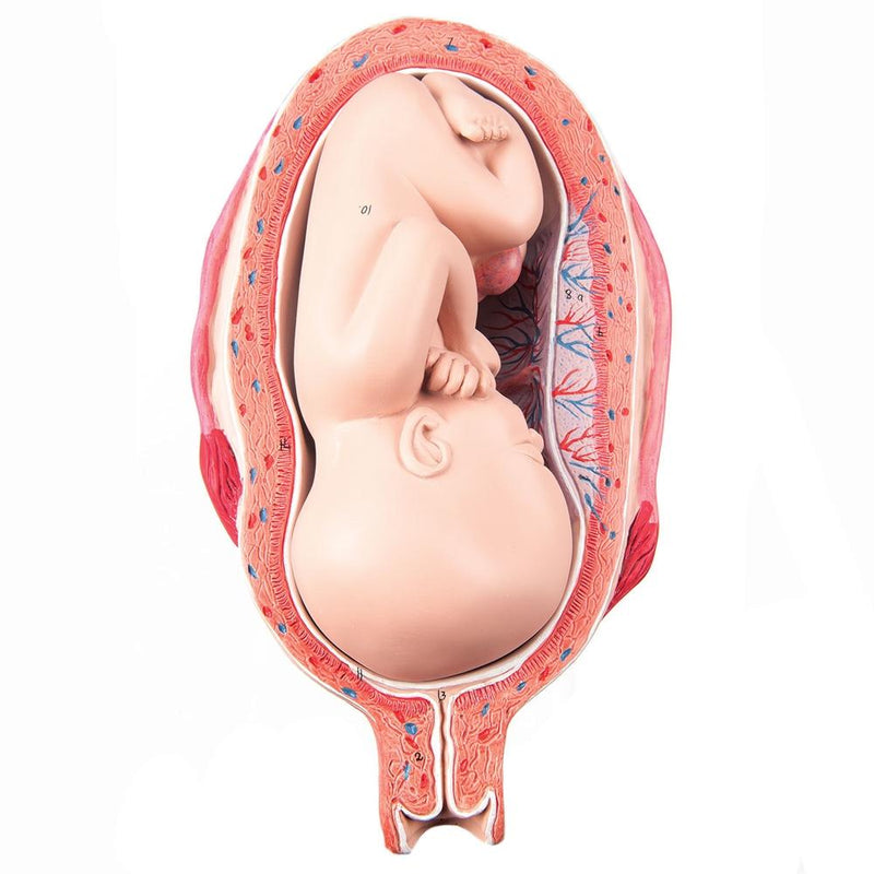 Fetus, Month 7