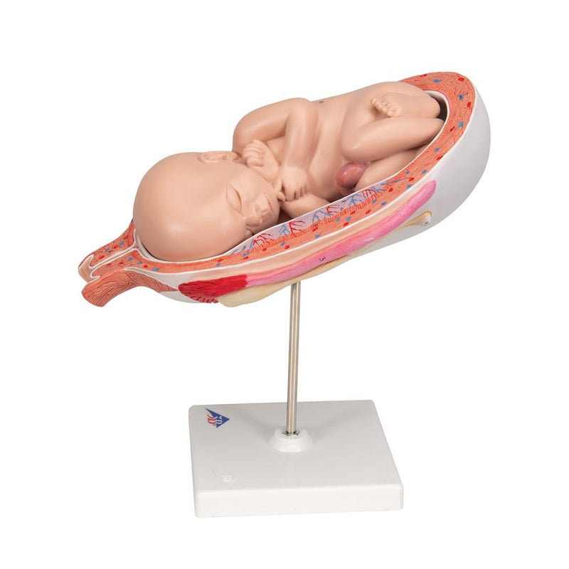 Fetus, Month 7