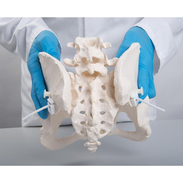 Flexible Human Female Pelvis Model, Flexibly Mounted - 3B Smart Anatomy 1019864 A611 3b Scientific,p 31 29837 - View #9