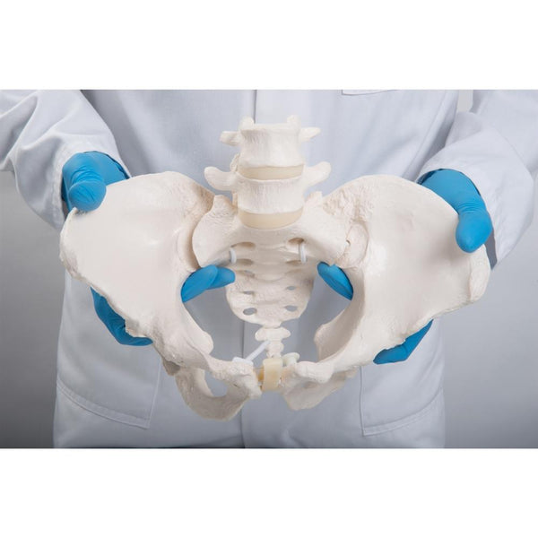 Flexible Human Female Pelvis Model, Flexibly Mounted - 3B Smart Anatomy 1019864 A611 3b Scientific,p 31 29837 - View #13