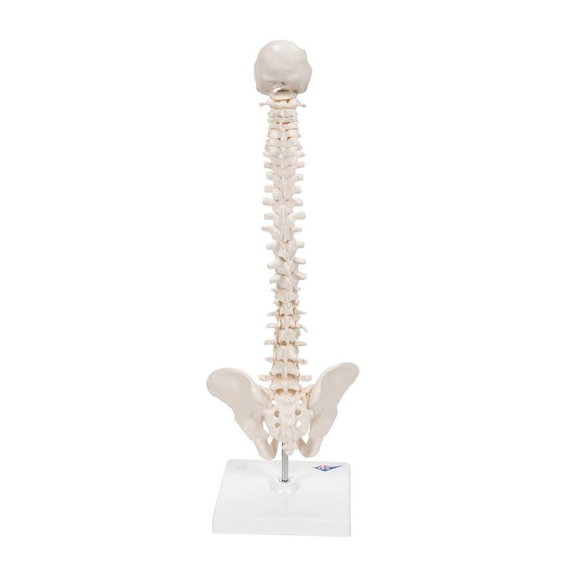 Flexible Mini Spinal Column on Base