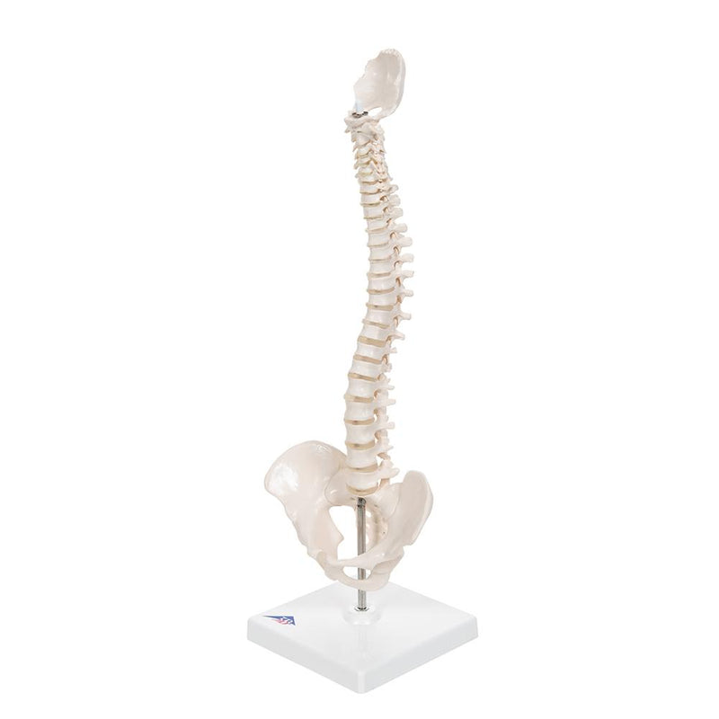 Flexible Mini Spinal Column on Base