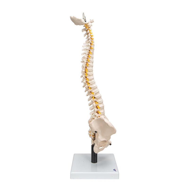 Flexible Spine with Soft Intervertebral Discs
