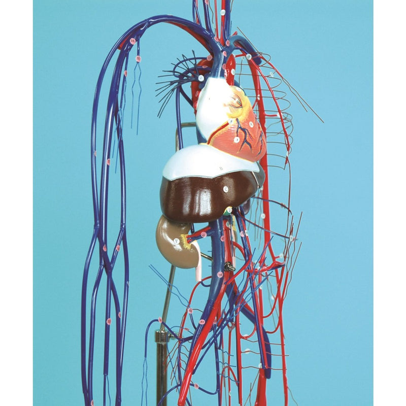 Full-Figure Circulatory System Model