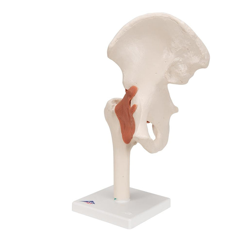 Functional Hip Joint Model