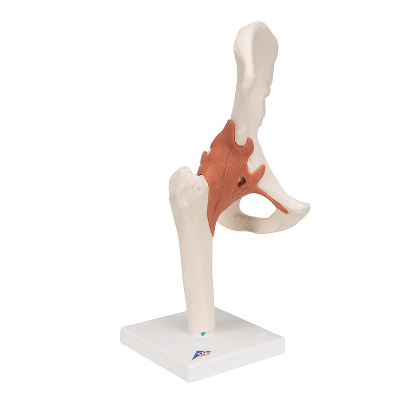 Functional Hip Joint Model