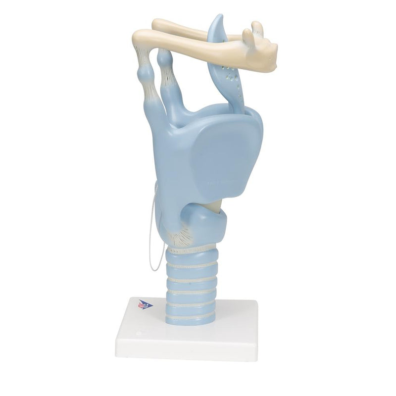 Functional Larynx Model, 3x full-size