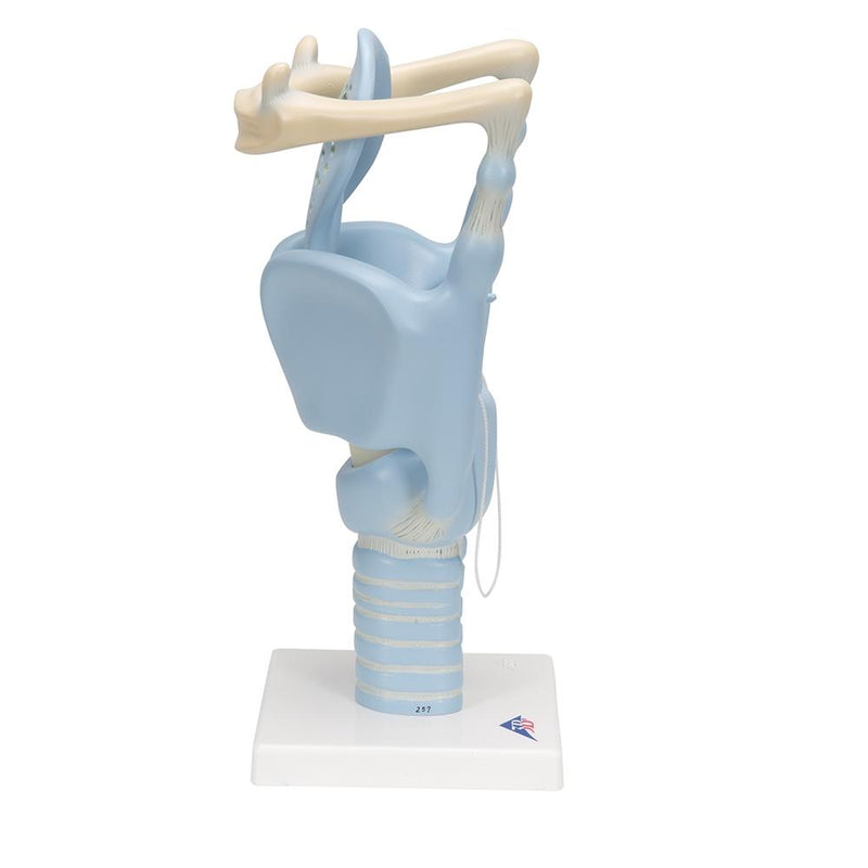 Functional Larynx Model, 3x full-size