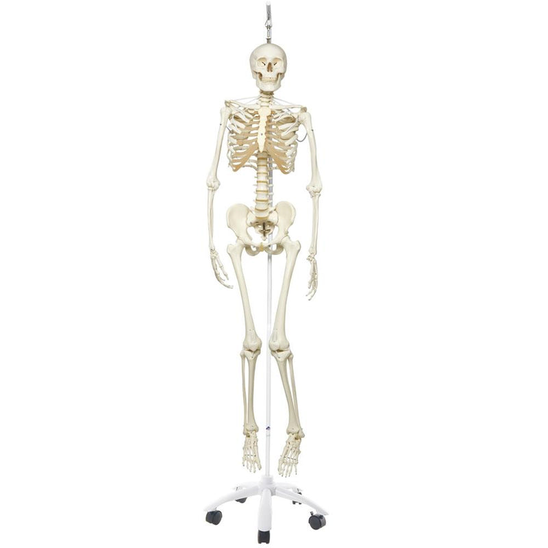 Functional Physiological Skeleton, Frank, Posable