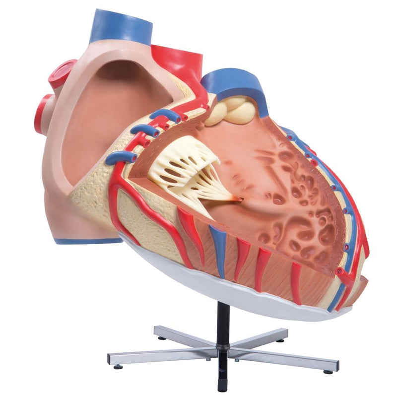 Giant Heart Model, 8 Times Life Size