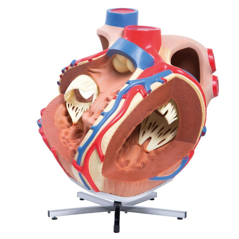 Giant Heart Model, 8 Times Life Size