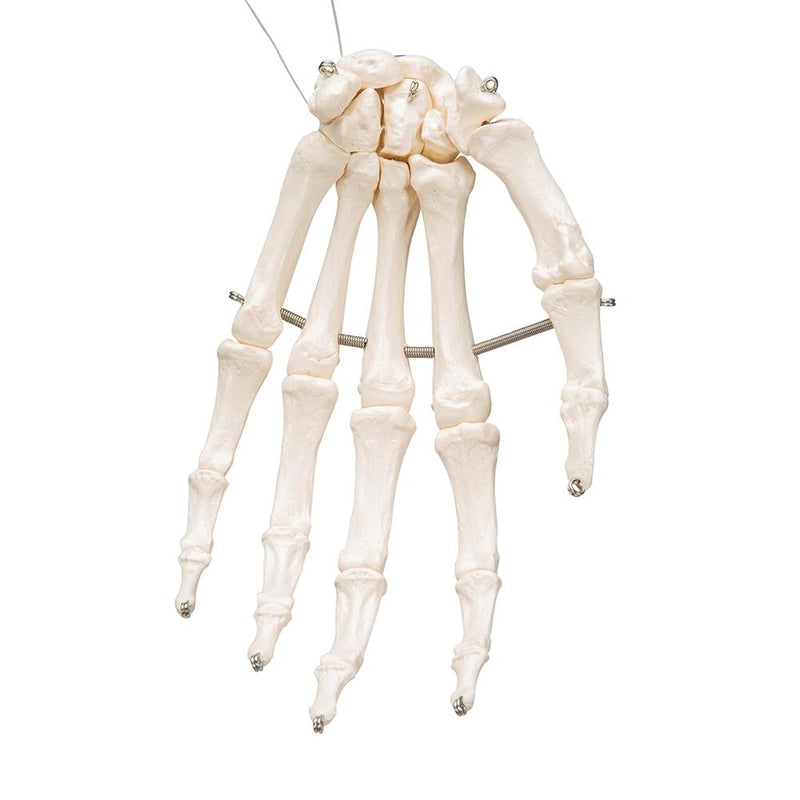 Hand Skeleton Wire Mounted