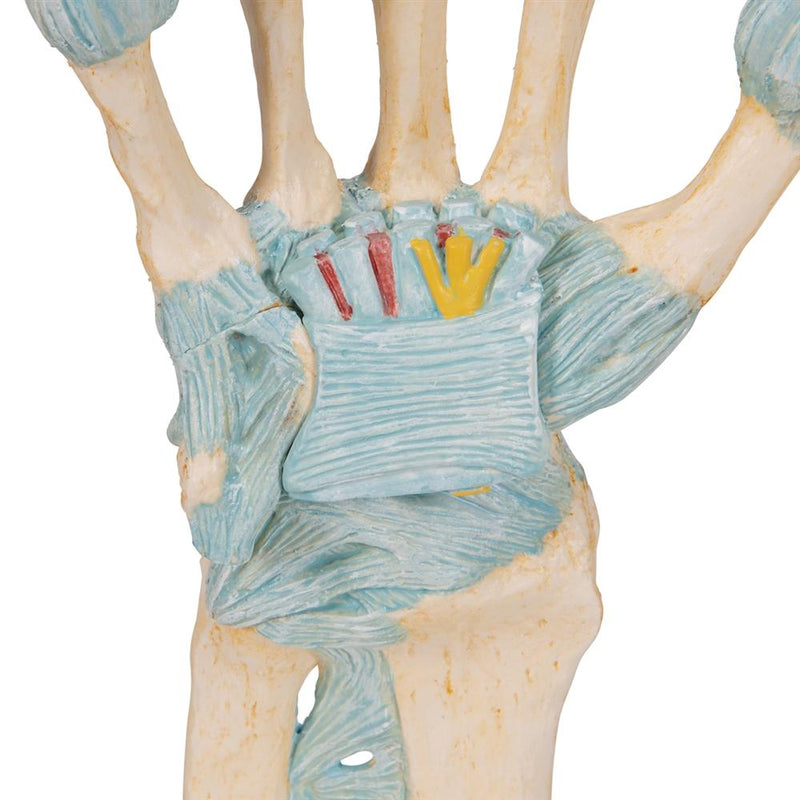 Hand Skeleton with Ligaments and Carpal Tunnel