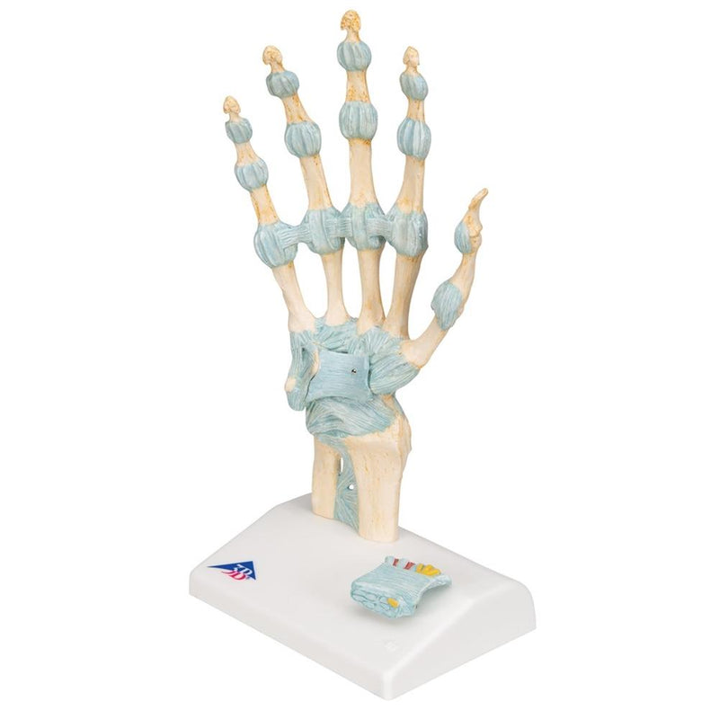 Hand Skeleton with Ligaments and Carpal Tunnel