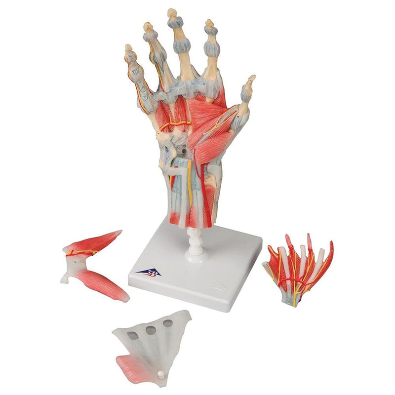 Hand Skeleton with Ligaments and Muscles