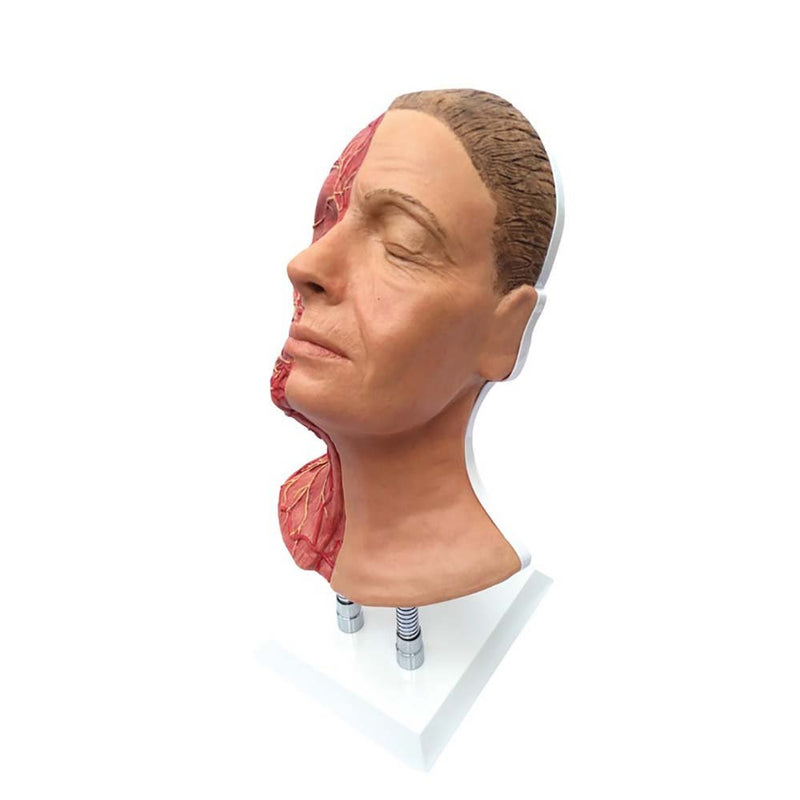 Head For Facial Injections With Muscles, Arteries and Nerves
