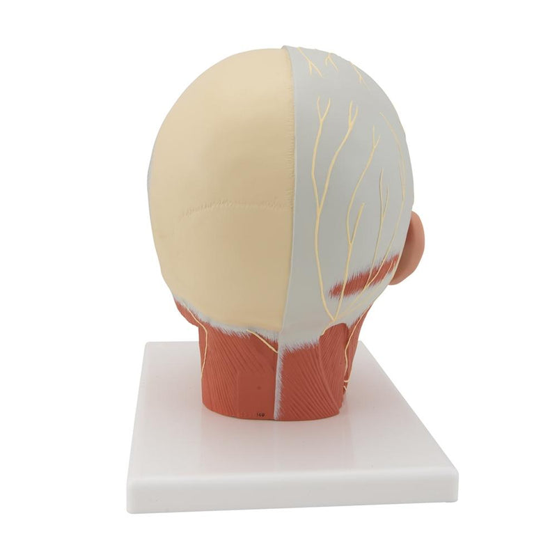 Head Musculature Model with Nerves