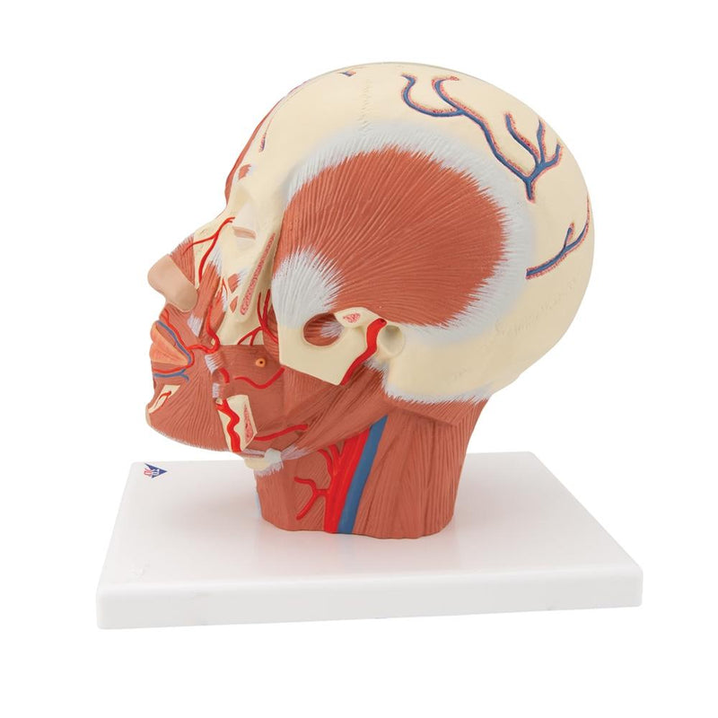 Head Musculature with Blood Vessels
