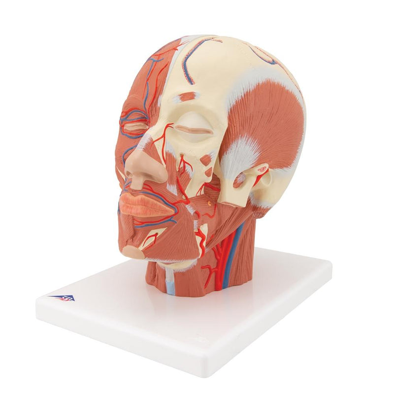 Head Musculature with Blood Vessels