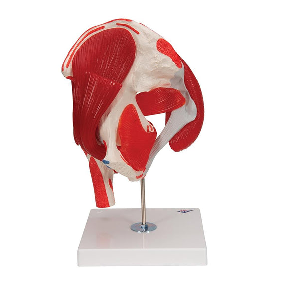 hip-joint-model-with-muscles-7