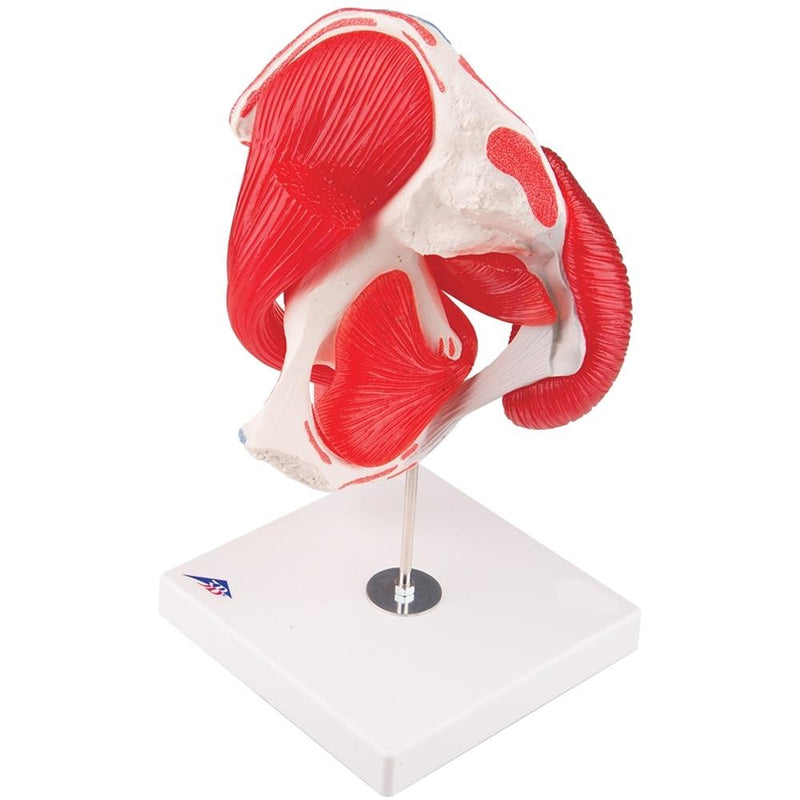 Hip Joint Model with Muscles, 7-part