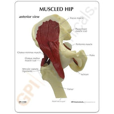 Hip Joint Model With Muscles