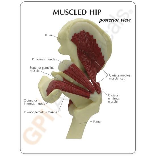 Hip Joint Model With Muscles
