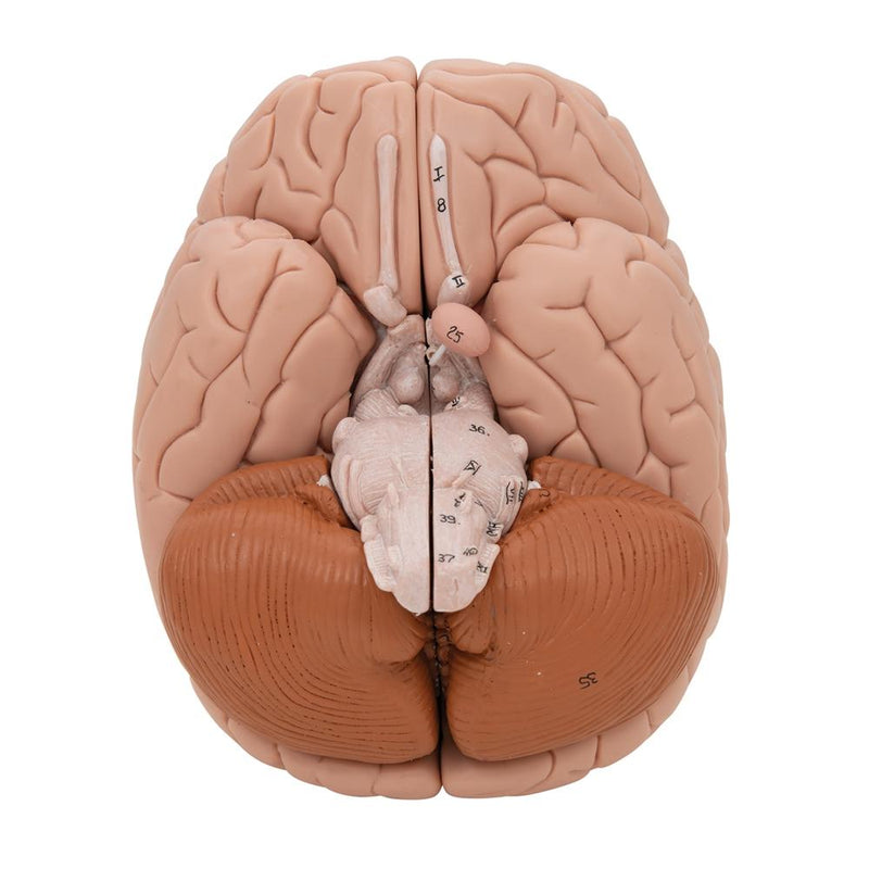 Human Brain Model, 8 parts