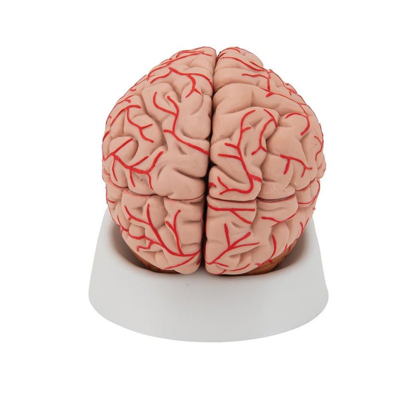 Human Brain Model with Arteries, 9 part