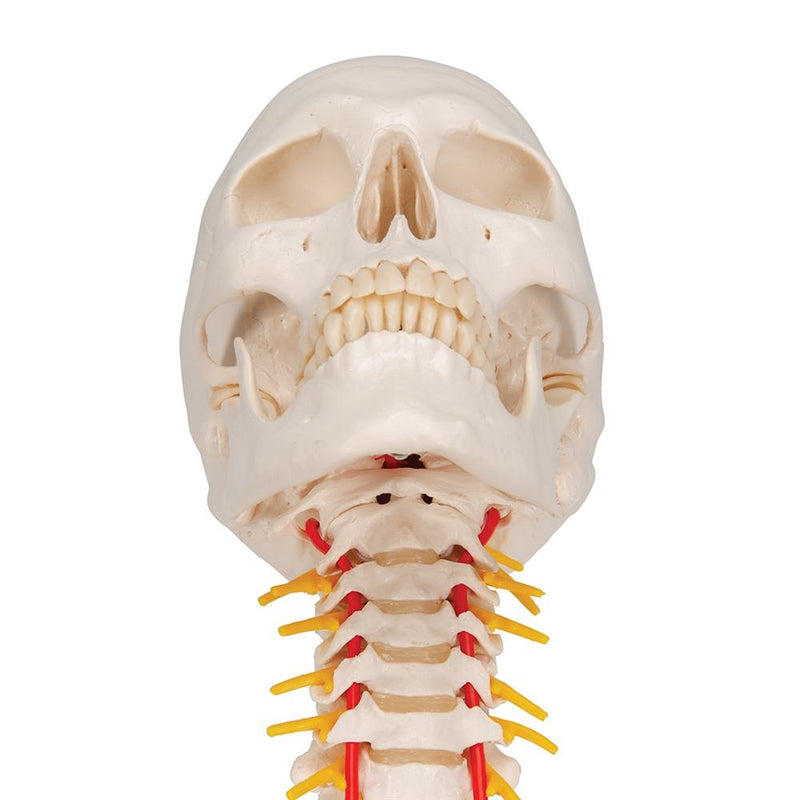 Human Skull Model on Cervical Spine, 4 part