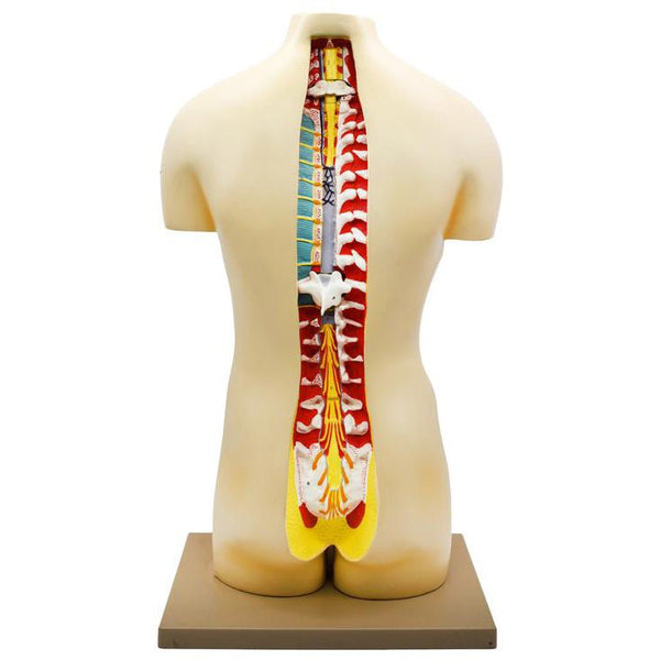 human-torso-with-open-back-28-