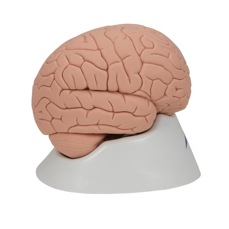 Introductory Brain Model, 2 part