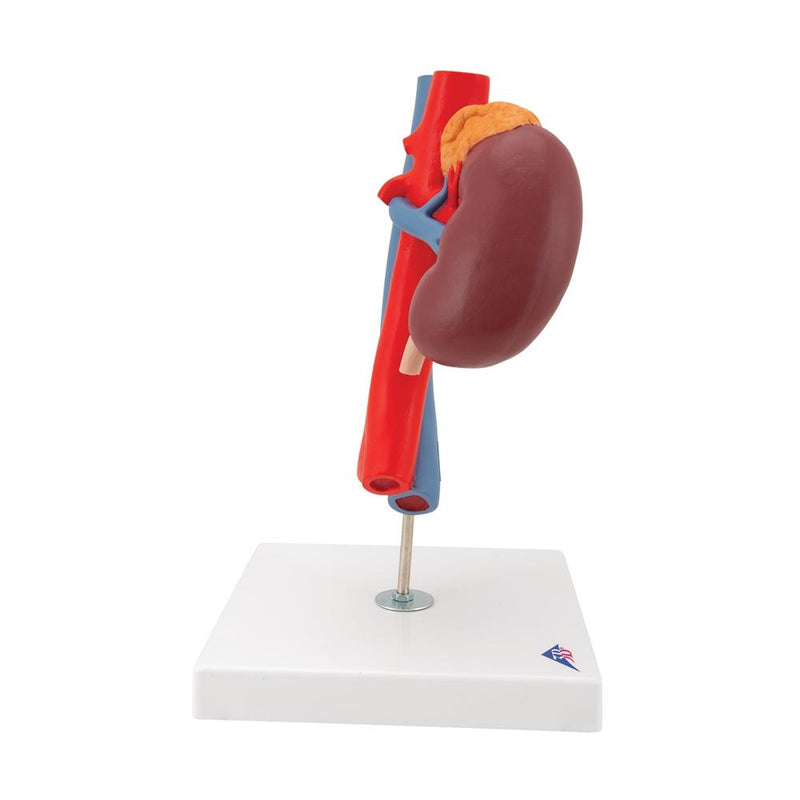 Kidneys Model with Vessels, 2-part