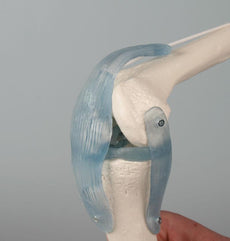Knee Joint Model With Detachable Ligaments