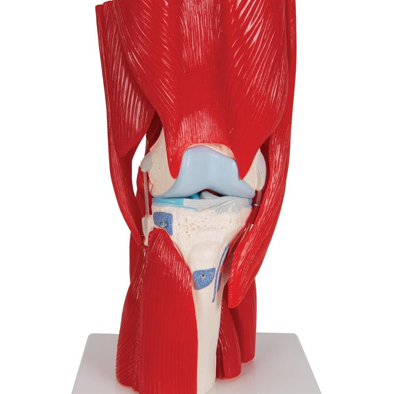 Knee Joint with Muscles, 12 part