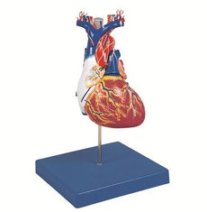 Kyoto Kagaku Heart Dissection Model
