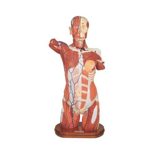 Kyoto Kagaku Human Torso Anatomy Model – GTSimulators.com