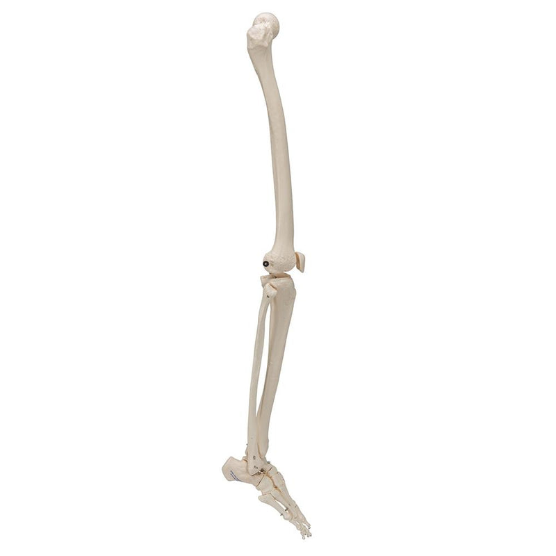 Leg Skeleton Wire Mounted
