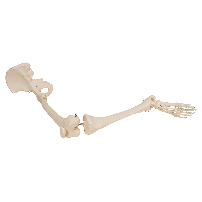 Leg Skeleton with Hip Bone