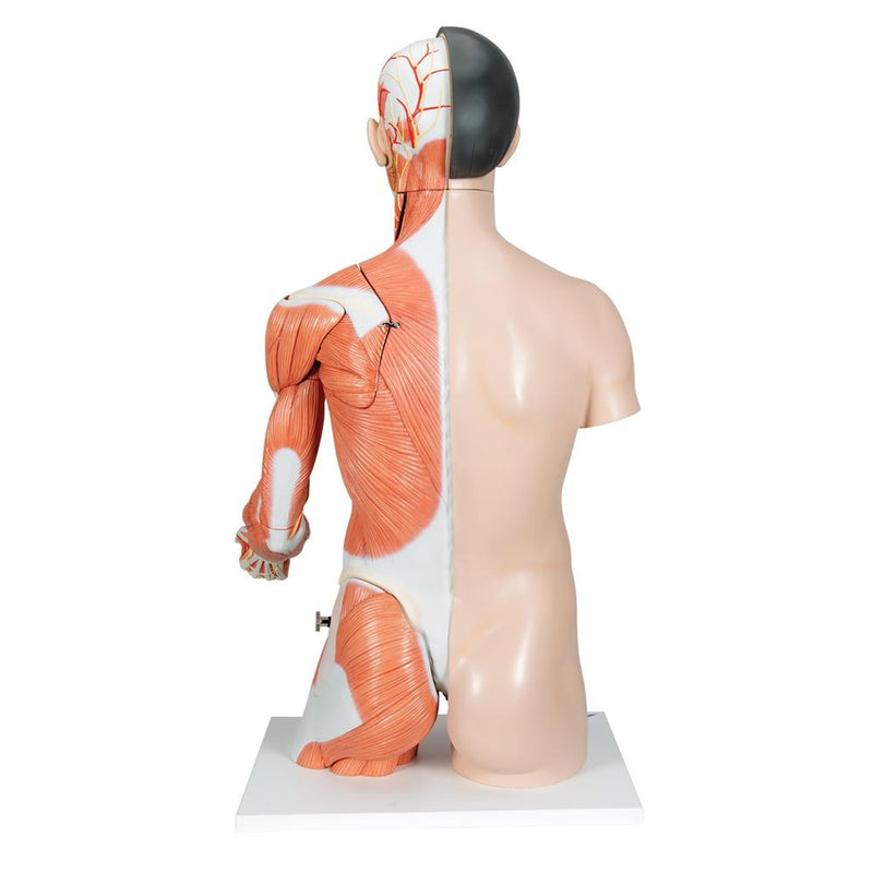 Life-Size Asian Dual Gender Torso with Muscular Arm, 33-part