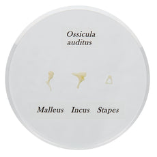 Life-size Auditory Ossicles