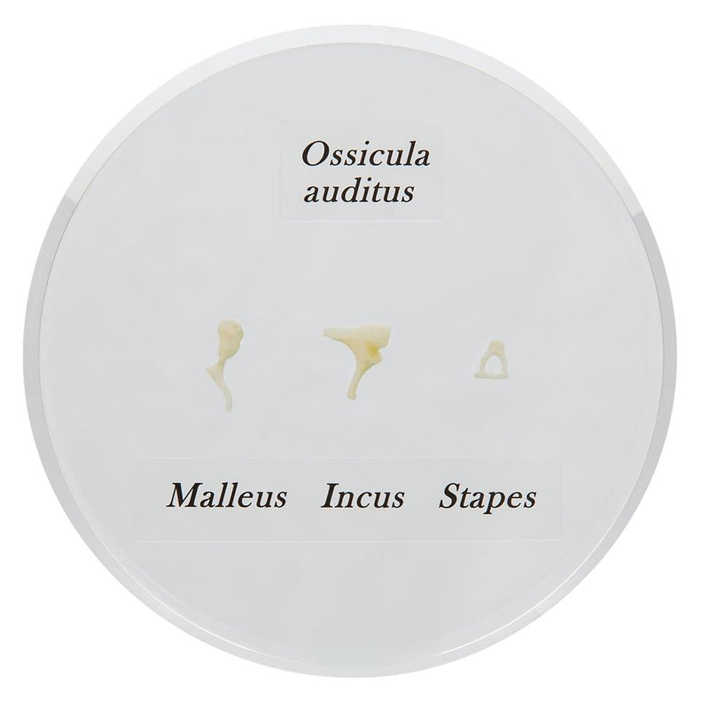 Life-size Auditory Ossicles